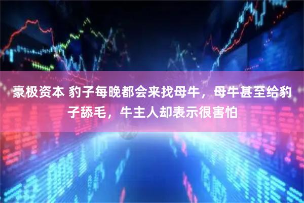 豪极资本 豹子每晚都会来找母牛，母牛甚至给豹子舔毛，牛主人却表示很害怕